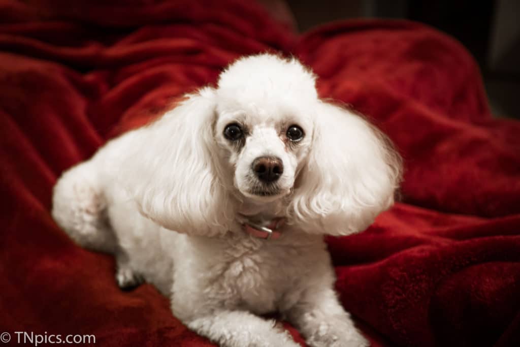 A poodle cut is a type of haircut in which the hair is clipped short all over the body. This style is most popular with breeds such as Poodles, but can also be found on other breeds such as Shih Tzus, Maltese, and Lhasa Apsos.