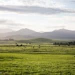 New Zealand Country Side Sheep