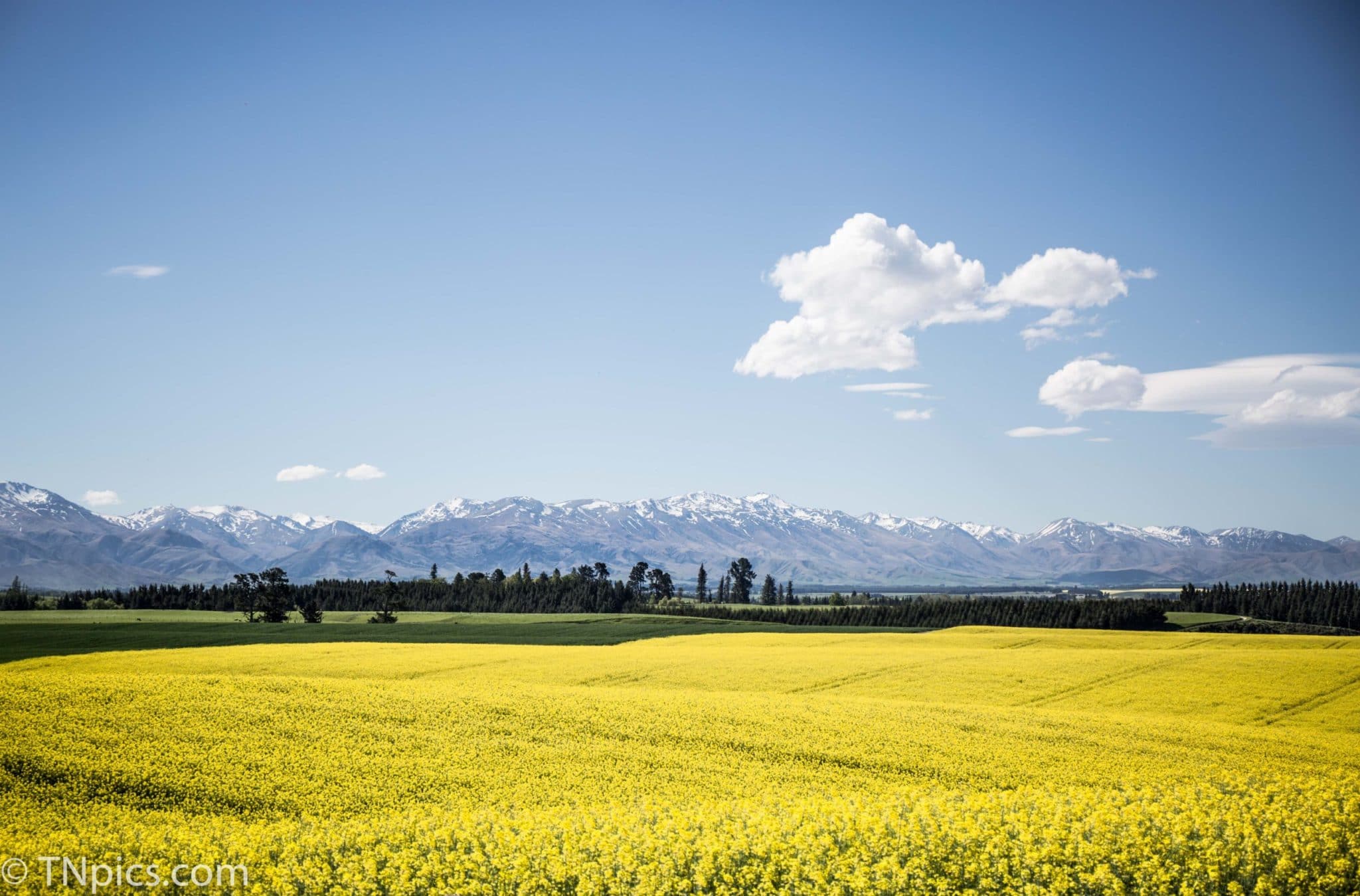 Yellow flowers growing in New Zealand Farmland